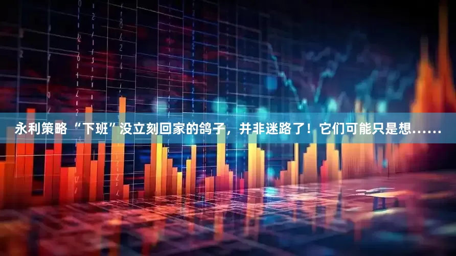 永利策略 “下班”没立刻回家的鸽子，并非迷路了！它们可能只是想……